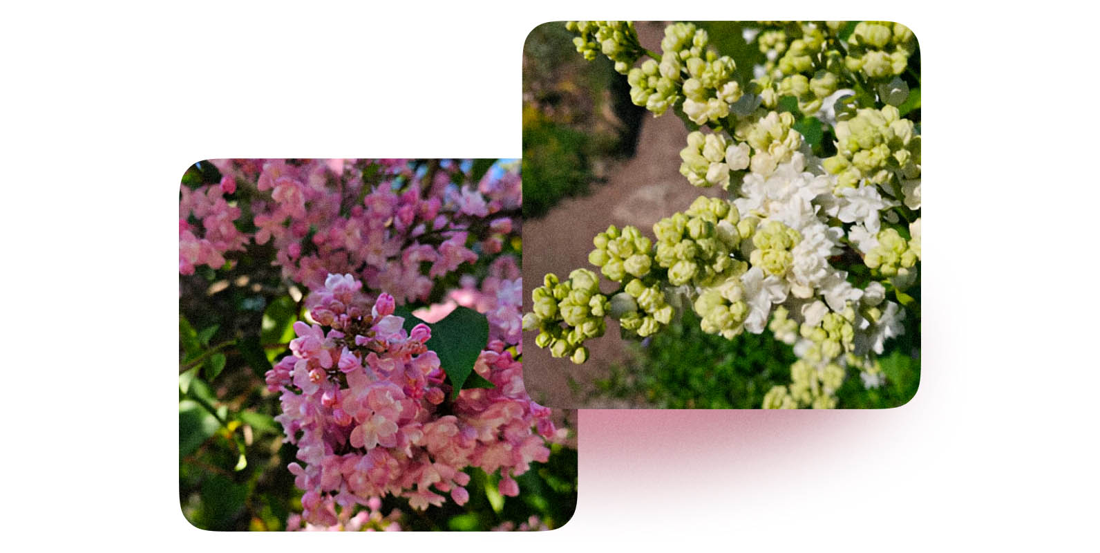 Сиреневая и жёлтая сирени